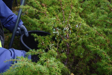 Collecting juniper seeds in a bucket